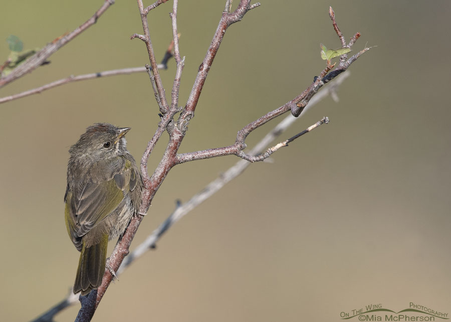 Young Green-tailed Towhee perched on the bare branches of a serviceberry, Wasatch Mountains, Summit County, Utah