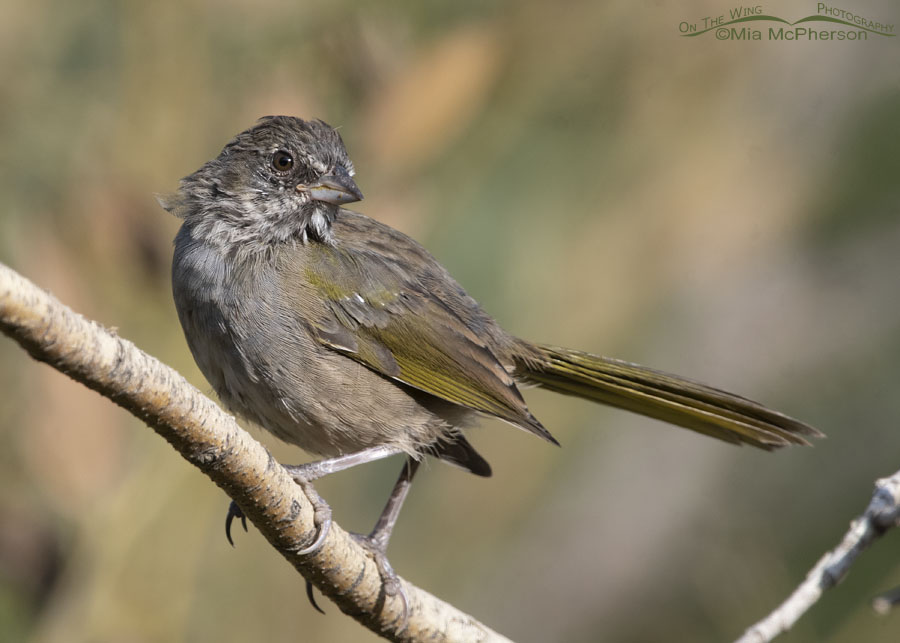 Molting immature Green-tailed Towhee on a willow branch, Wasatch Mountains, Morgan County, Utah