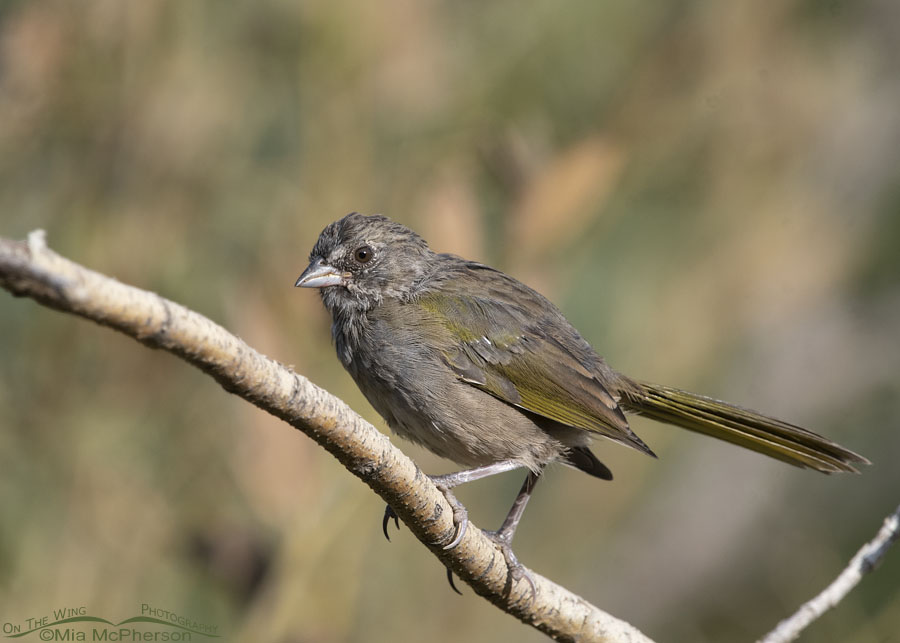 Immature Green-tailed Towhee in molt, Wasatch Mountains, Morgan County, Utah