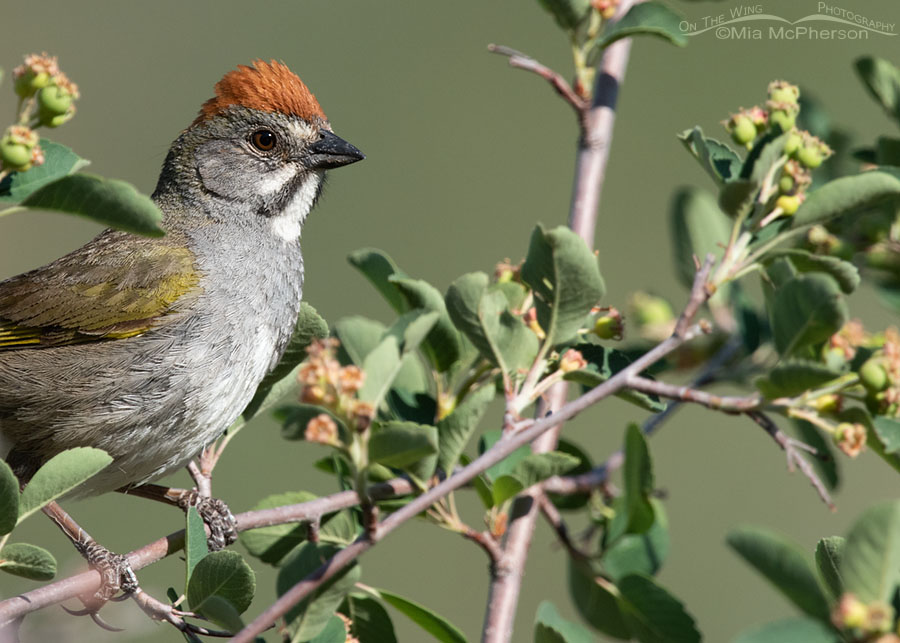 Green-tailed Towhee in a serviceberry close up, Wasatch Mountains, Summit County, Utah