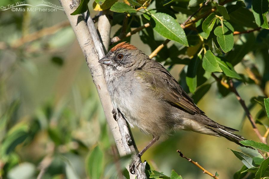 Worn adult Green-tailed Towhee in a willow, Wasatch Mountains, Summit County, Utah