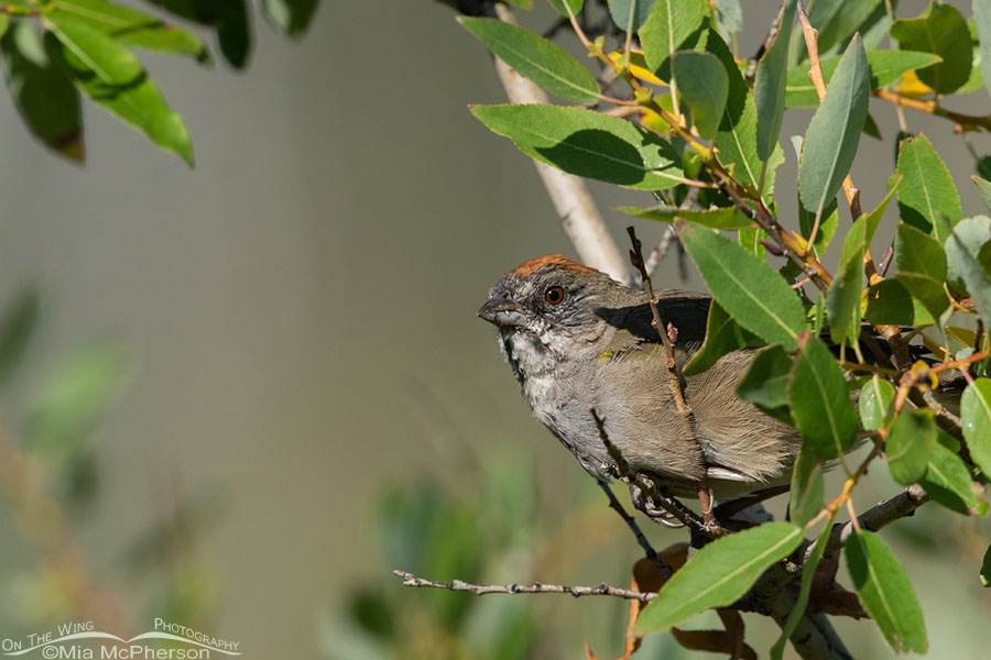 Adult Green-tailed Towhee peeking out of a willow, Wasatch Mountains, Summit County, Utah