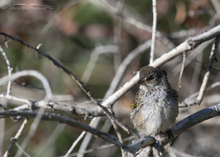 Juvenile Green-tailed Towhee in the Wasatch Mountains, Summit County, Utah