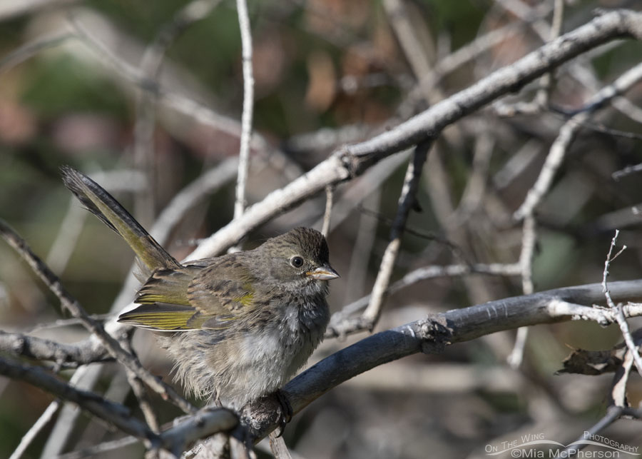Side view of a juvenile Green-tailed Towhee, Wasatch Mountains, Summit County, Utah