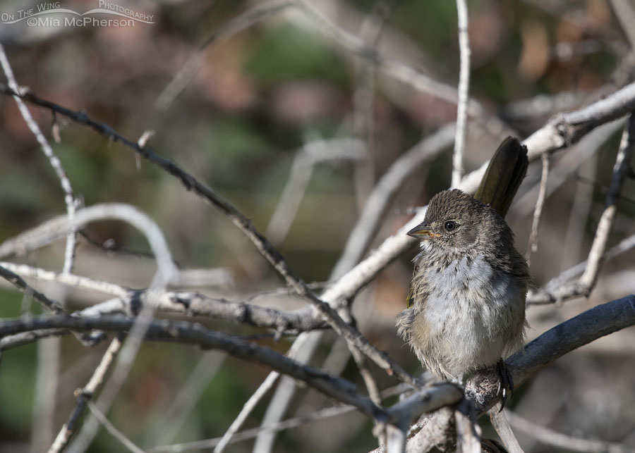 Juvenile Green-tailed Towhee in a willow thicket
