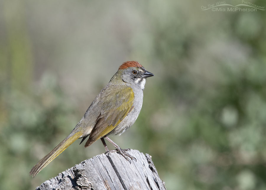 Adult male Green-tailed Towhee on a fence post next to a road, Wasatch Mountains, Morgan County, Utah