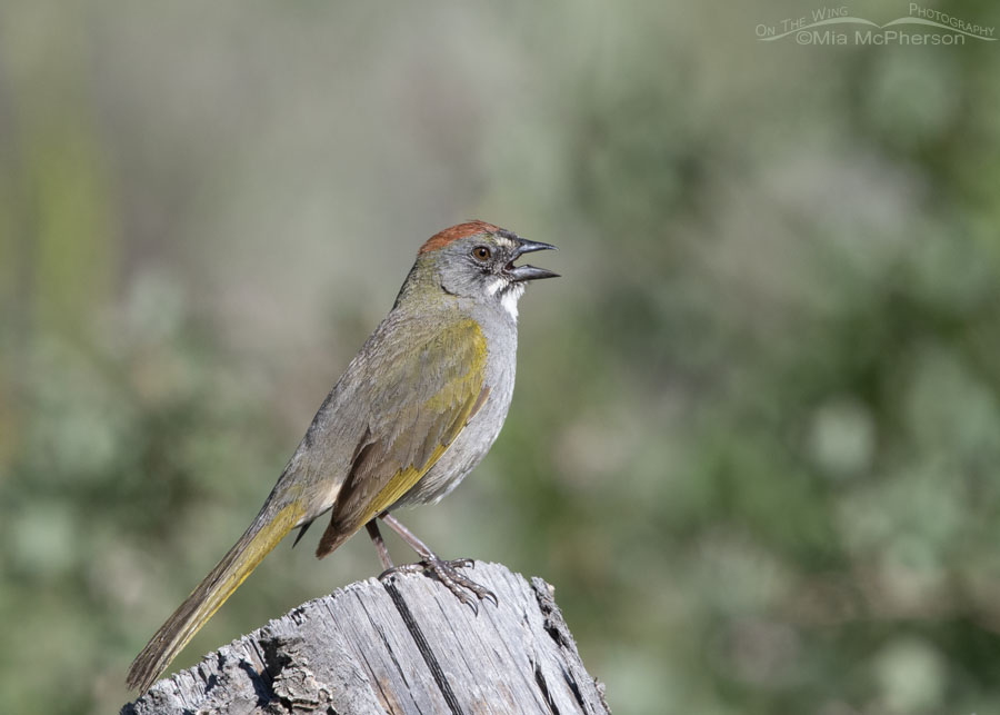 Adult male Green-tailed Towhee singing on a June morning, Wasatch Mountains, Morgan County, Utah