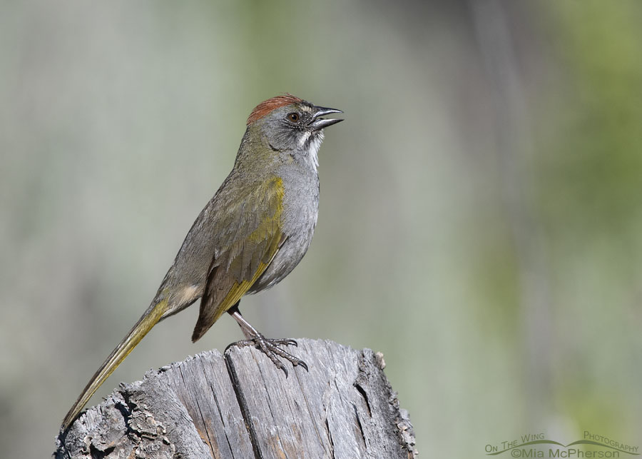 Male Green-tailed Towhee singing from a weathered fence post, Wasatch Mountains, Morgan County, Utah