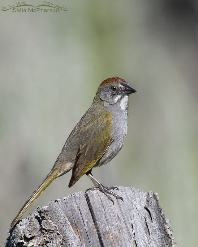 Side view of an adult male Green-tailed Towhee in the mountains