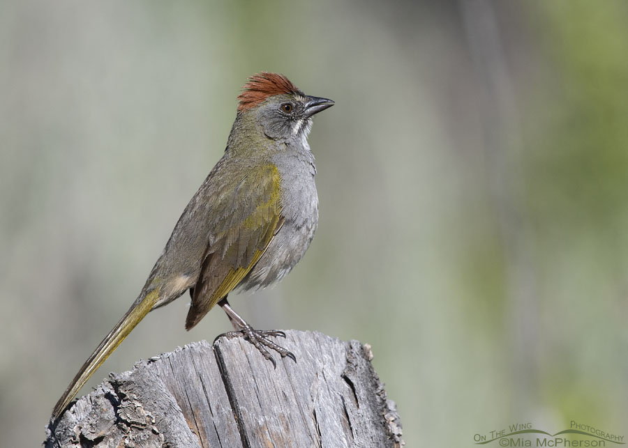 Adult male Green-tailed Towhee with his crown raised, Wasatch Mountains, Morgan County, Utah