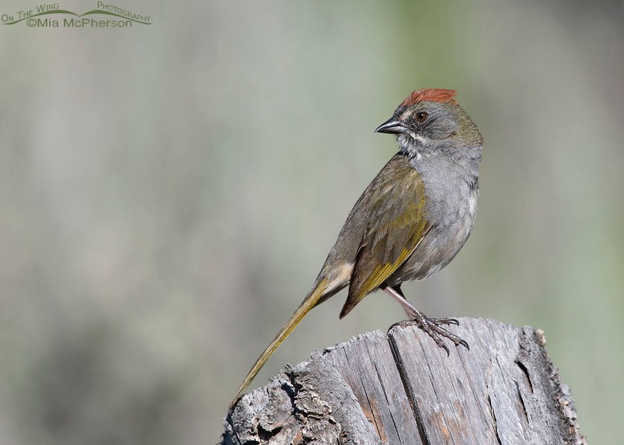 Male Green-tailed Towhee looking over his shoulder, Wasatch Mountains, Morgan County, Utah