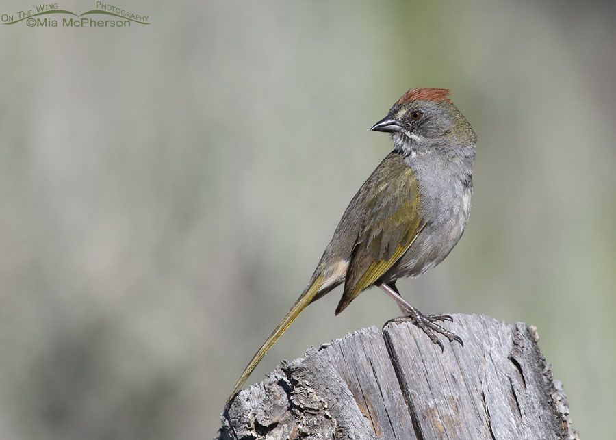 Male Green-tailed Towhee looking over his shoulder, Wasatch Mountains, Morgan County, Utah