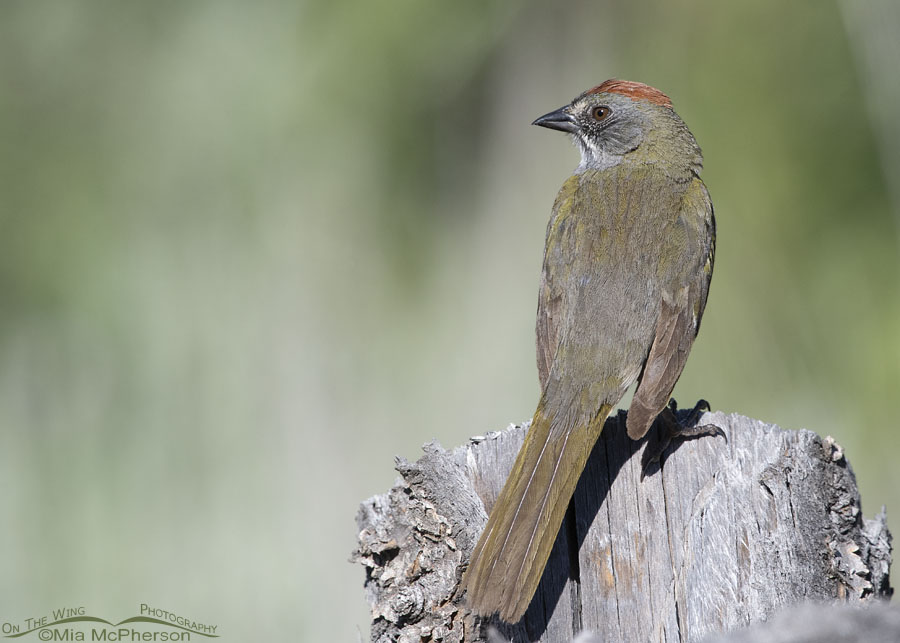 Back view of an adult male Green-tailed Towhee perched on a fence post, Wasatch Mountains, Morgan County, Utah
