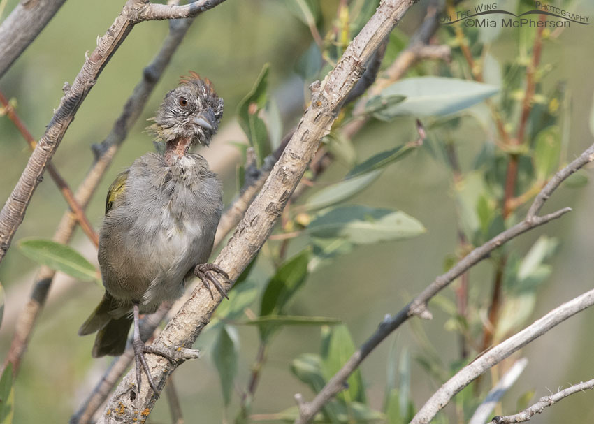Molting messy looking Green-tailed Towhee, Wasatch Mountains, Morgan County, Utah