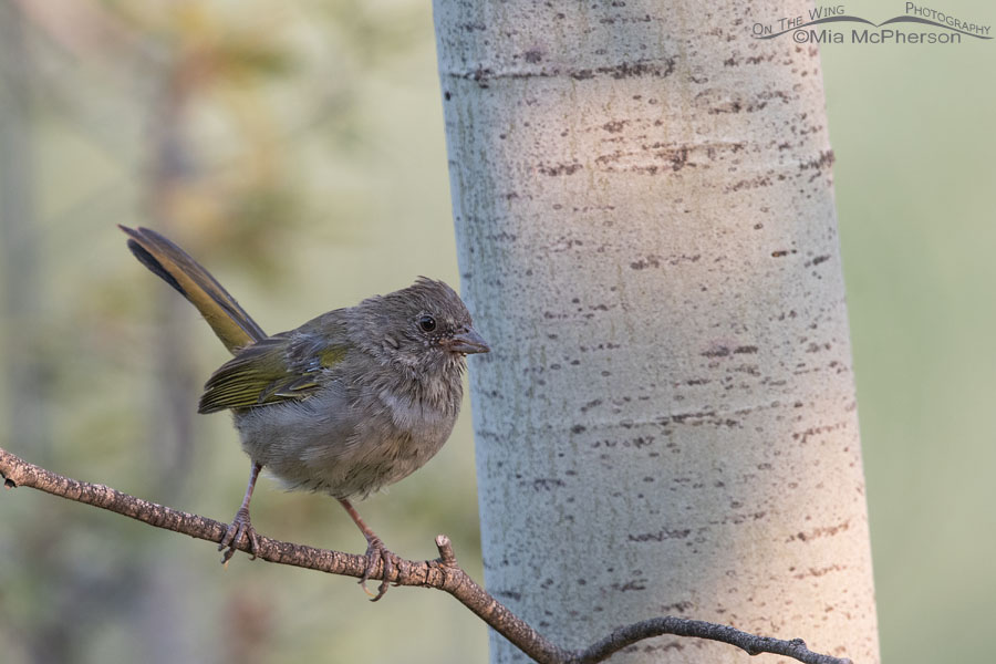 Immature Green-tailed Towhee in a stand of aspens