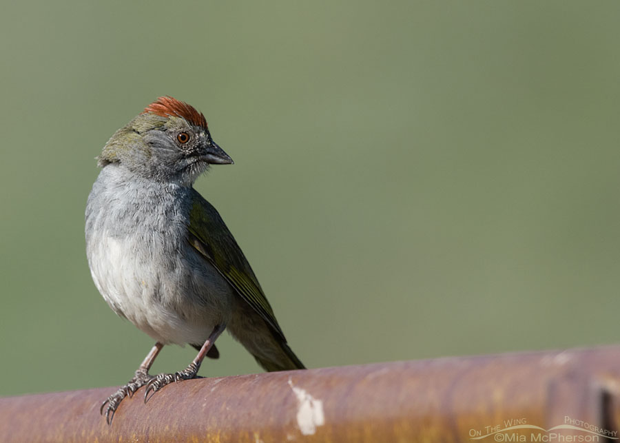 Green-tailed Towhee perched on a rusty metal pipe, Wasatch Mountains, Summit County, Utah