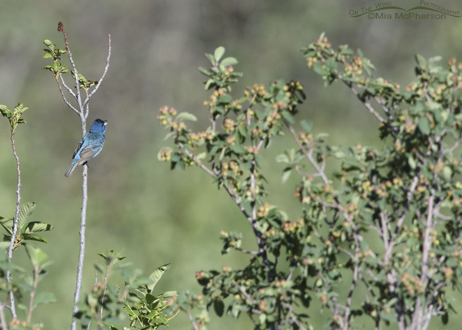 Singing male Indigo Bunting in the Wasatch Mountains, Summit County, Utah