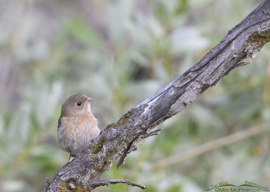 Young Lazuli Bunting in low light conditions, Summit County, Utah