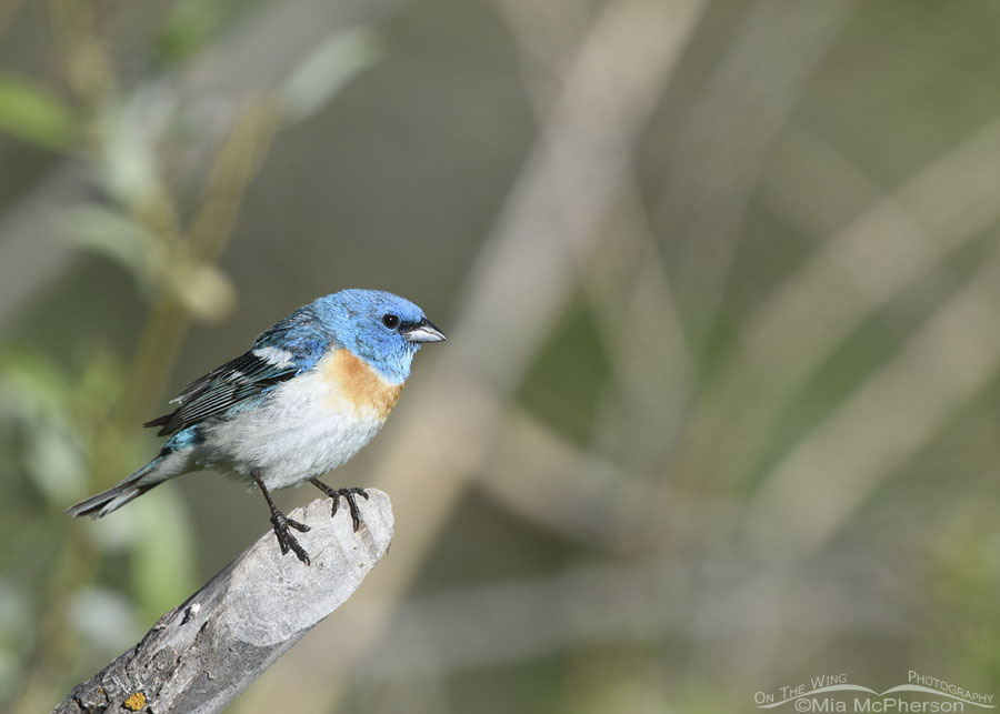 Male Lazuli Bunting perched on a big stick, Wasatch Mountains, Summit County, Utah