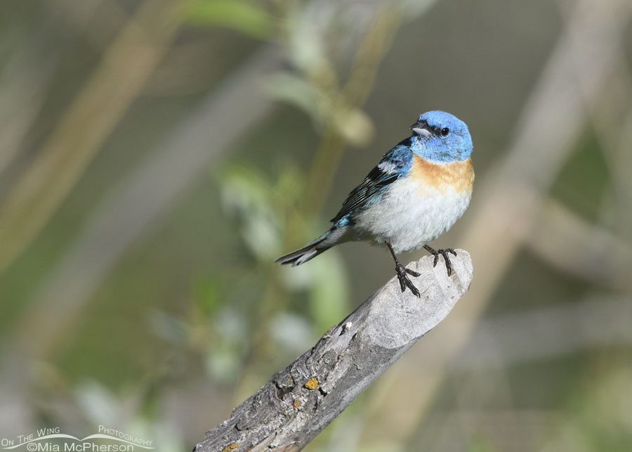 Lazuli Bunting male high in the Wasatch Mountains, Summit County, Utah