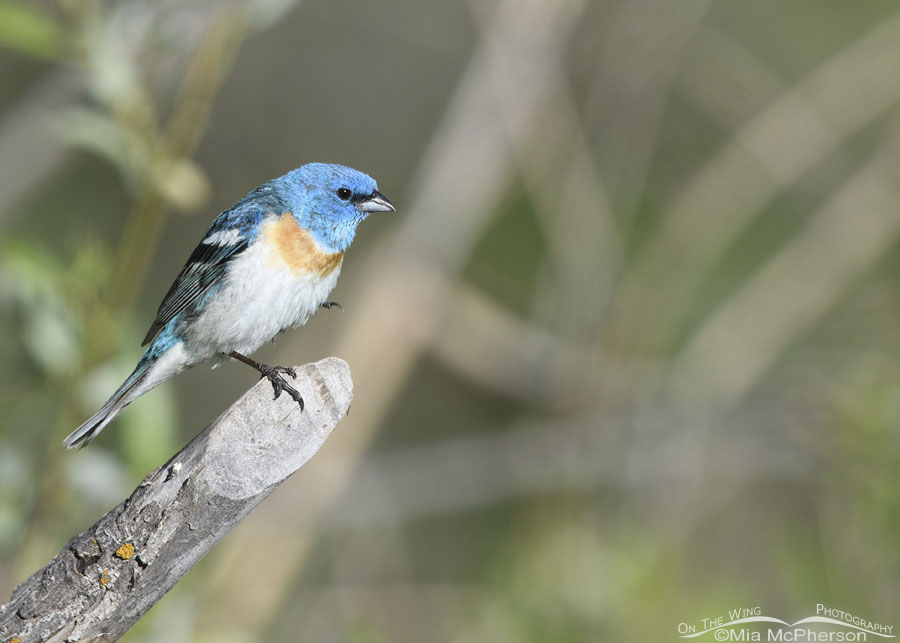 Male Lazuli Bunting perched on one foot, Wasatch Mountains, Summit County, Utah