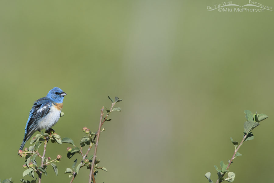 Lazuli Bunting male in the Wasatch Mountains, Summit County, Utah