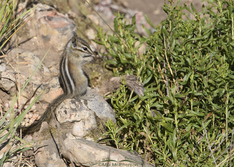Least Chipmunk eating in a ravine, Wasatch Mountains, Summit County, Utah