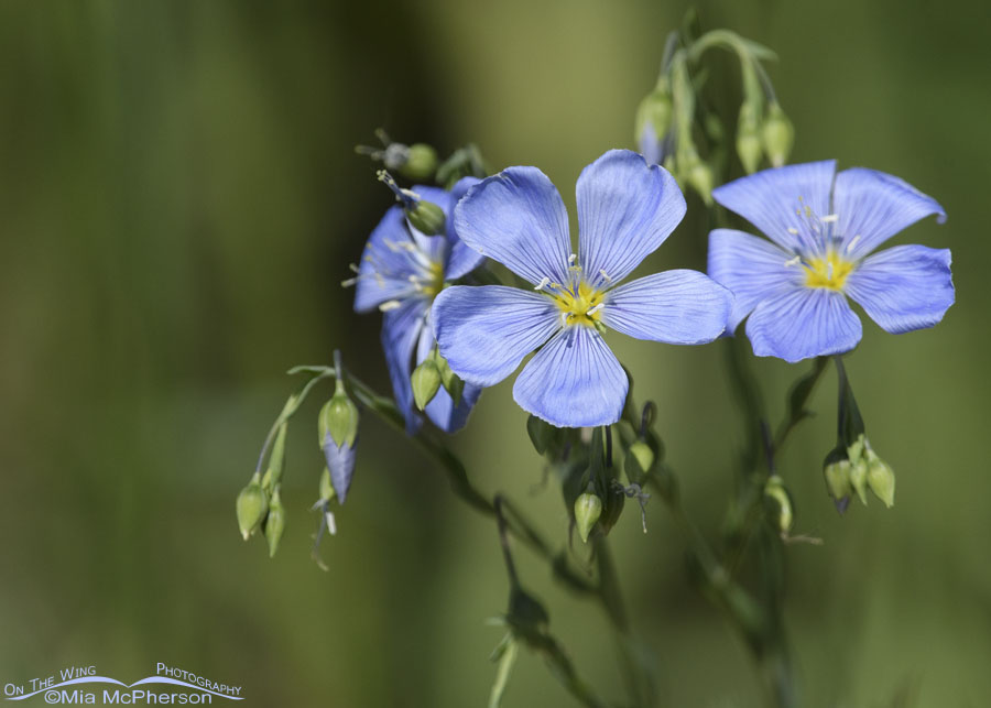 Lewis's Flax blossoms, Wasatch Mountains, Summit County, Utah