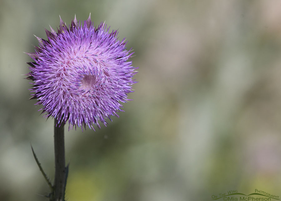 Musk Thistle blossom in Morgan County, Wasatch Mountains, Morgan County, Utah