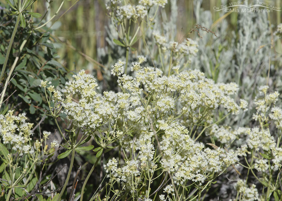 Blooming Parsnipflower Buckwheat in Summit County, Wasatch Mountains, Summit County, Utah