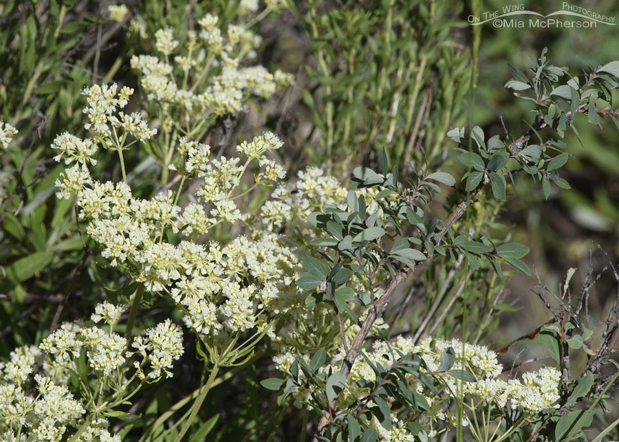 Flowering Parsnipflower Buckwheat, Wasatch Mountains, Summit County, Utah