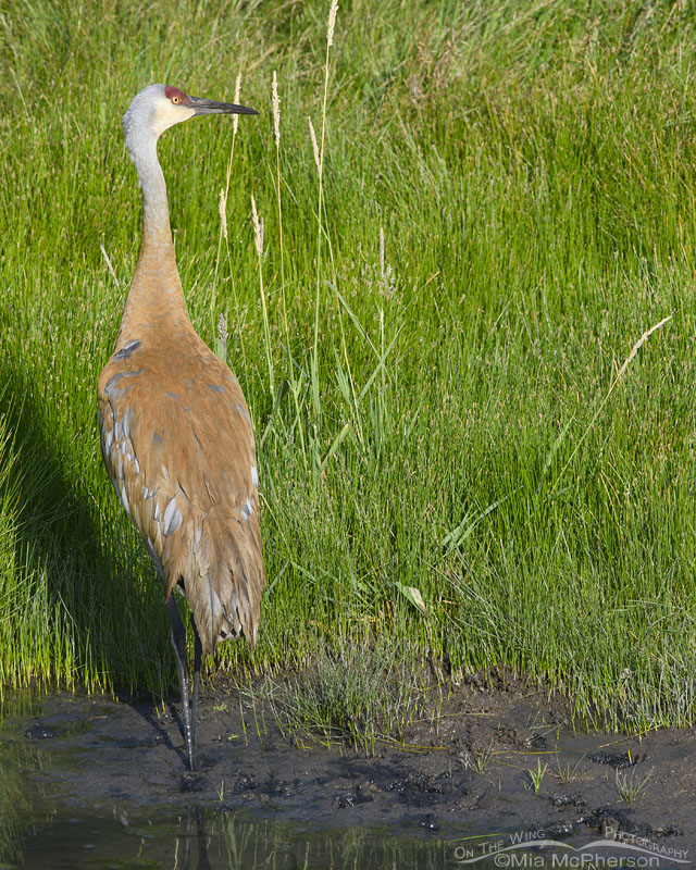 Stained adult Sandhill Crane in the Wasatch Mountains, Summit County, Utah