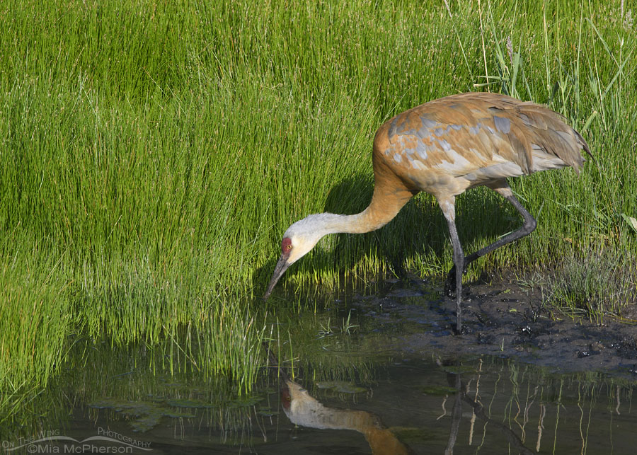 Sandhill Crane foraging on the edge of a creek, Wasatch Mountains, Summit County, Utah