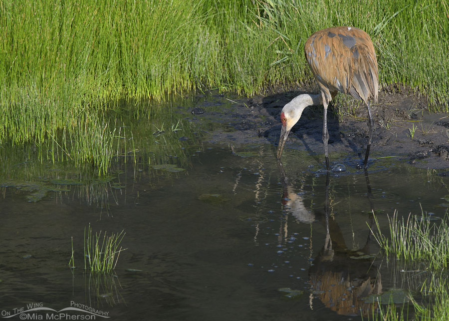 Creekside Sandhill Crane looking for food, Wasatch Mountains, Summit County, Utah