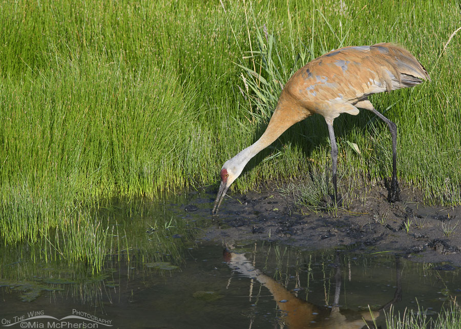Sandhill Crane finding food next to a creek, Wasatch Mountains, Summit County, Utah