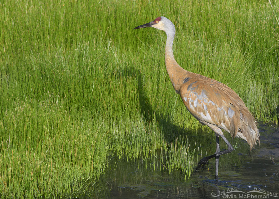 Adult Sandhill Crane and bright green sedges, Wasatch Mountains, Summit County, Utah
