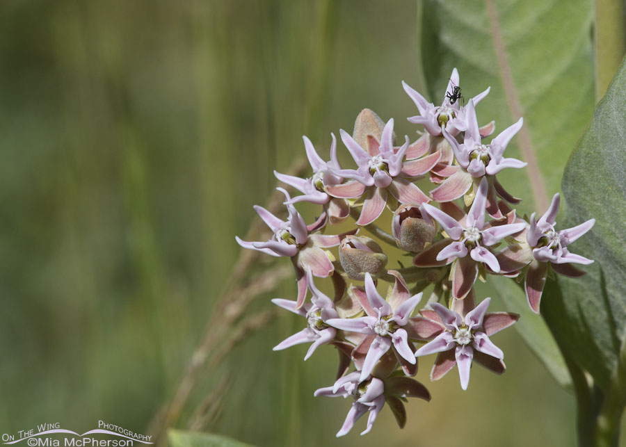 Showy Milkweed with an ant on top, Wasatch Mountains, Morgan County, Utah