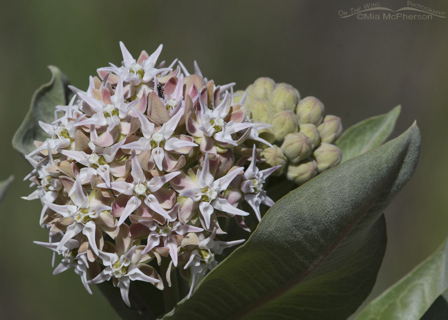 Showy Milkweed bouquet, Wasatch Mountains, Morgan County, Utah