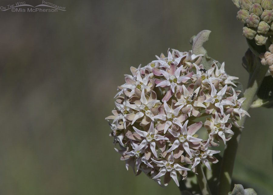 Blooming Showy Milkweed with two ants, Wasatch Mountains, Morgan County, Utah
