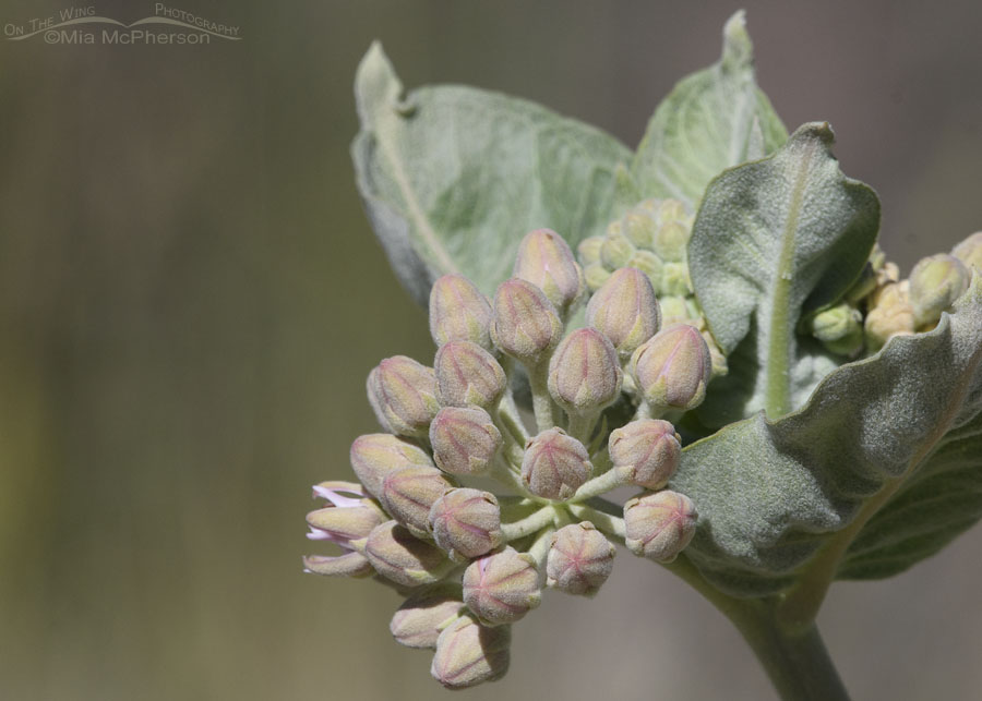 Clump of Showy Milkweed flower buds, Wasatch Mountains, Morgan County, Utah