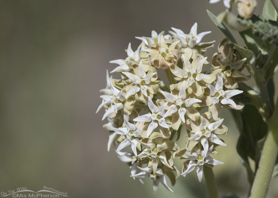 Very pale Showy Milkweed in bloom, Wasatch Mountains, Morgan County, Utah