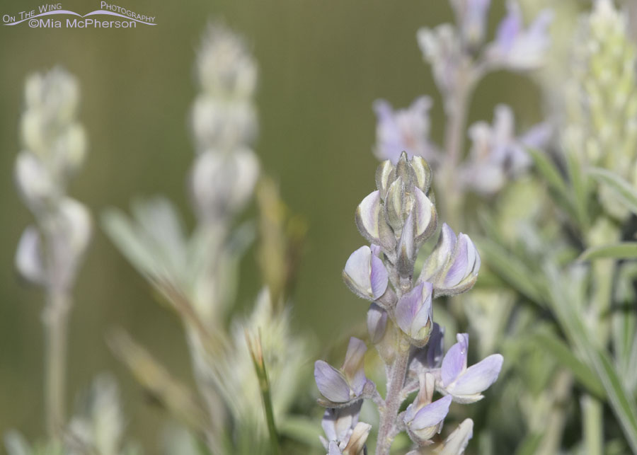 Silvery Lupine blossom spike, Wasatch Mountains, Summit County, Utah