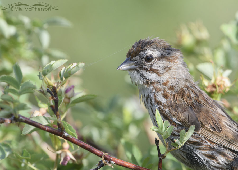 Raggedy Song Sparrow in a wild rose, Wasatch Mountains, Summit County, Utah