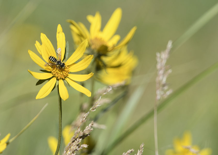 Spearleaf Arnica with bee, Wasatch Mountains, Morgan County, Utah