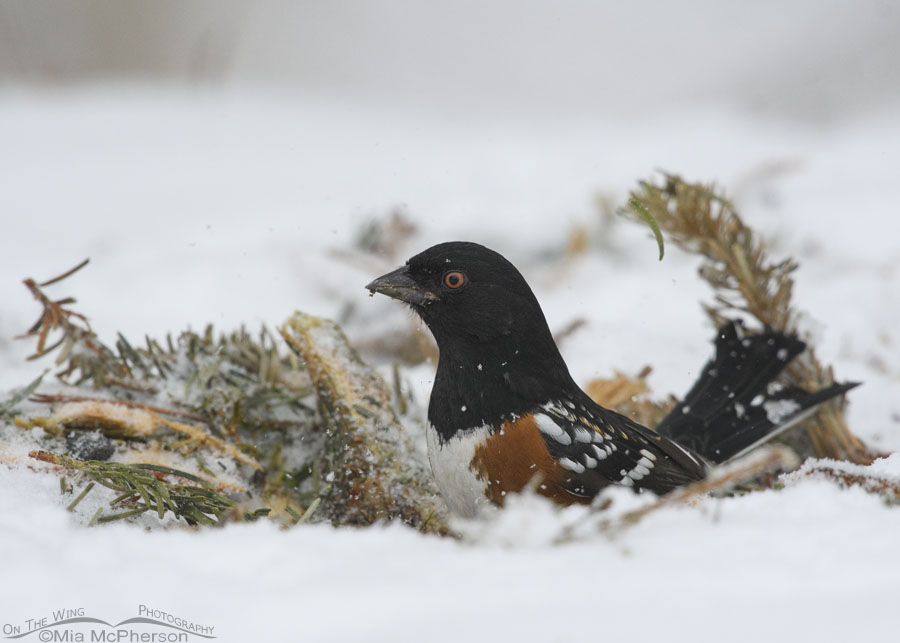 Spotted Towhee male on a snowy winter morning, Salt Lake County, Utah