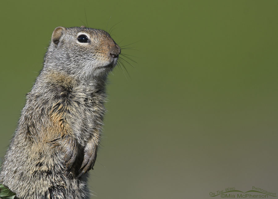 Adult Uinta Ground Squirrel standing at attention, Wasatch Mountains, Summit County, Utah