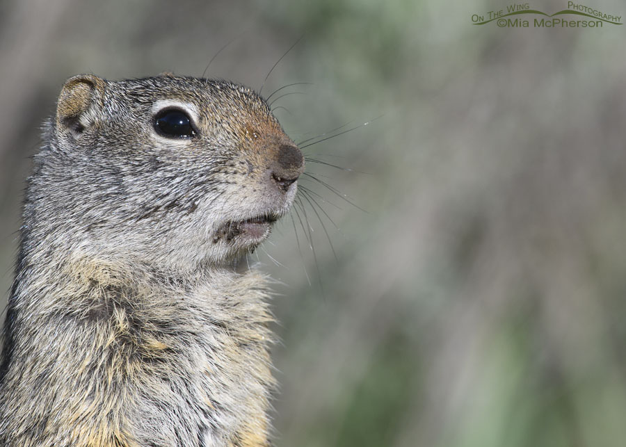 Adult Uinta Ground Squirrel portrait in spring, Wasatch Mountains, Summit County, Utah