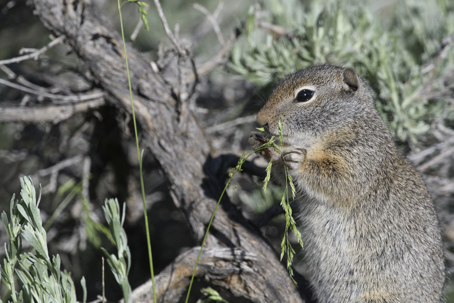 Uinta Ground Squirrel nibbling on spring grasses, Wasatch Mountains, Summit County, Utah