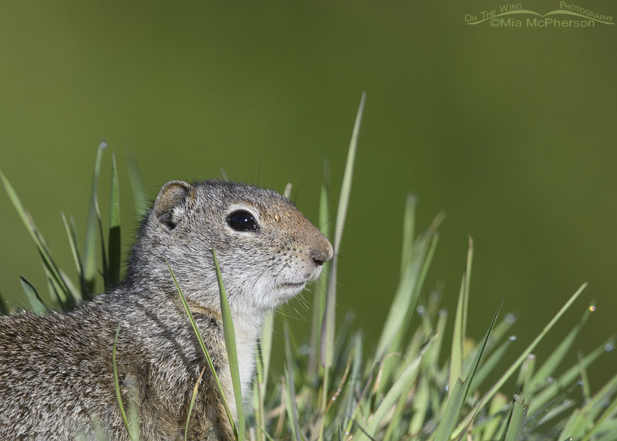 Uinta Ground Squirrel with a silky green background, Wasatch Mountains, Summit County, Utah