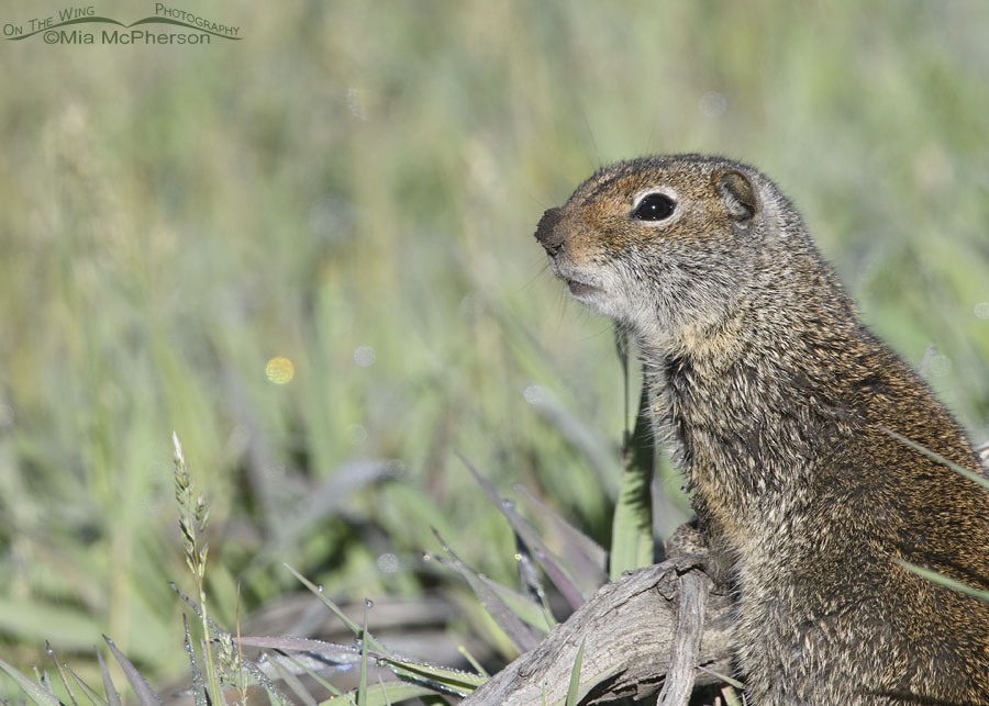 Adult Uinta Ground Squirrel with a very muddy nose, Wasatch Mountains, Summit County, Utah